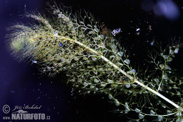 Bublinatka jižní (Utricularia australis)