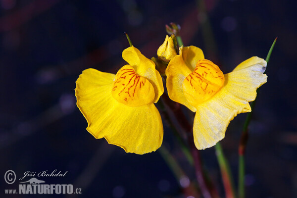 Bublinatka jižní (Utricularia australis)