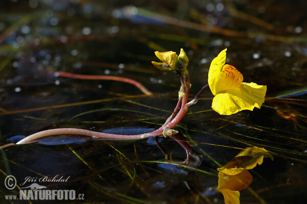 Bublinatka jižní (Utricularia australis)