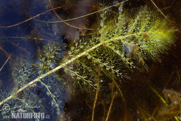 Bublinatka jižní (Utricularia australis)