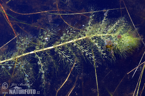 Bublinatka jižní (Utricularia australis)