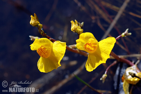 Bublinatka jižní (Utricularia australis)