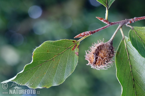 Buk lesní (Fagus sylvatica)