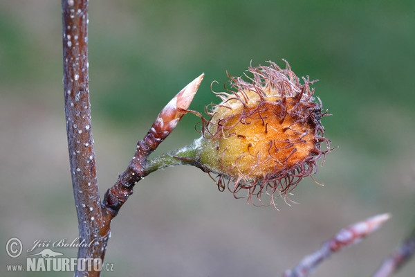 Buk lesní (Fagus sylvatica)