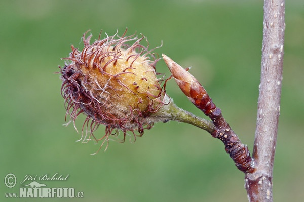 Buk lesní (Fagus sylvatica)