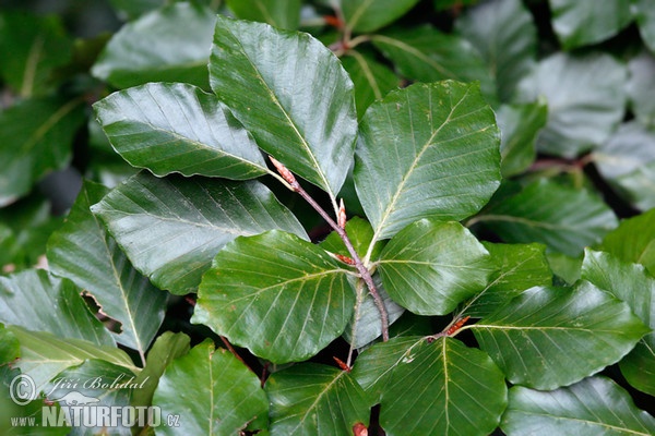 Buk lesní (Fagus sylvatica)