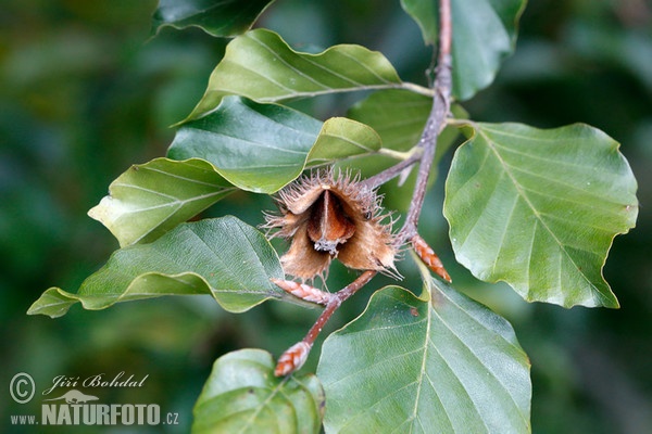 Buk lesní (Fagus sylvatica)