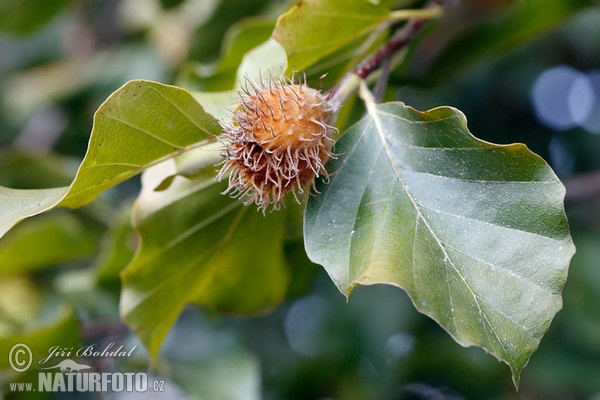 Buk lesní (Fagus sylvatica)