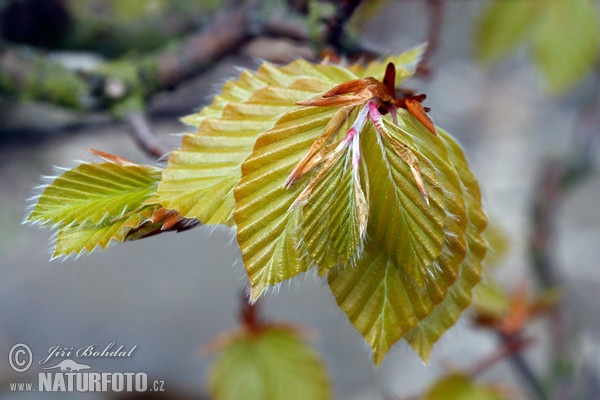 Buk lesný (Fagus sylvatica)