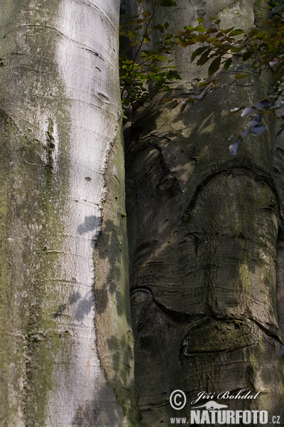 Buk lesný (Fagus sylvatica)