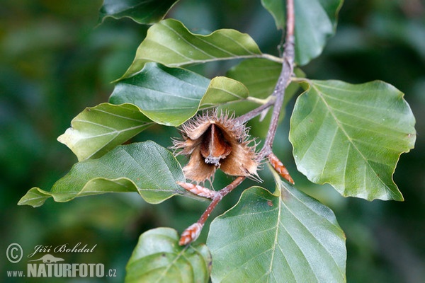 Buk lesný (Fagus sylvatica)