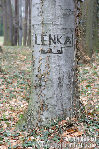 Buk lesný (Fagus sylvatica)