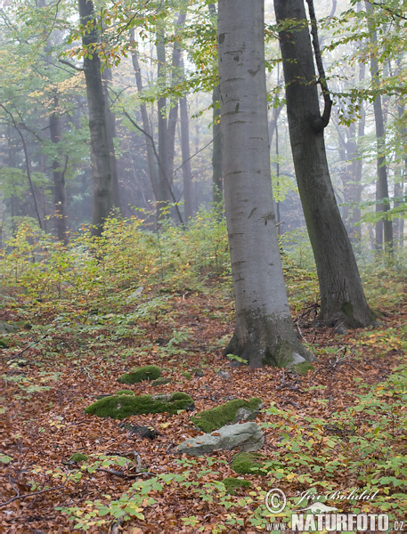 Buk lesný (Fagus sylvatica)