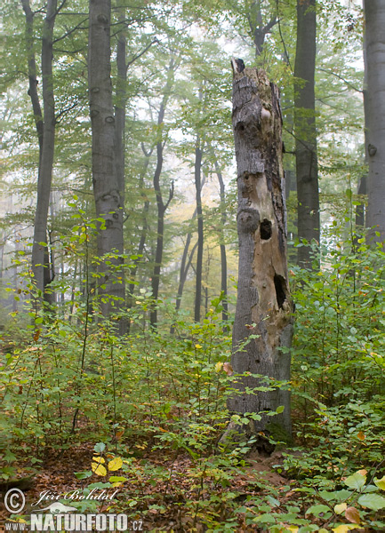 Buk lesný (Fagus sylvatica)