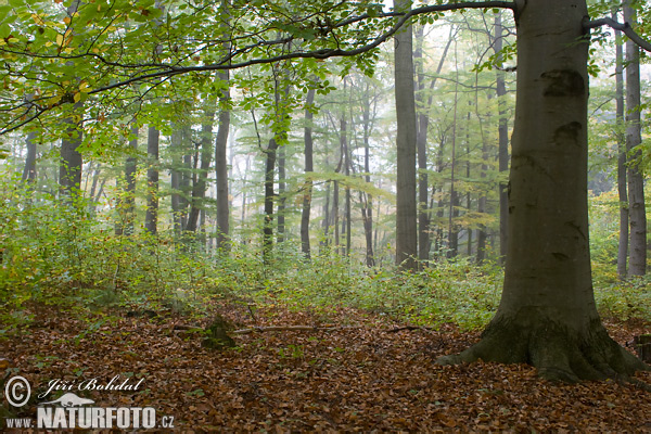 Buk lesný (Fagus sylvatica)