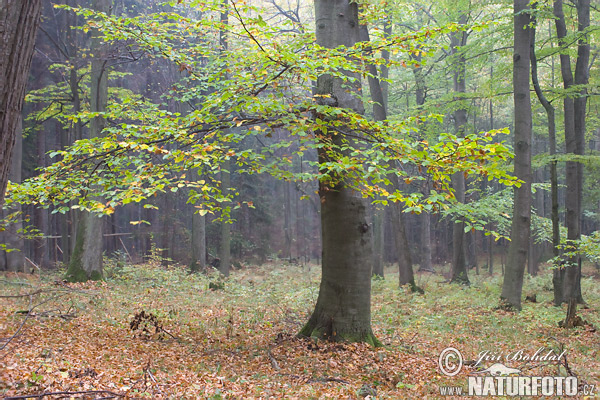 Buk lesný (Fagus sylvatica)