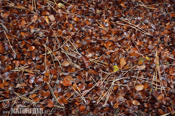 Buk lesný (Fagus sylvatica)