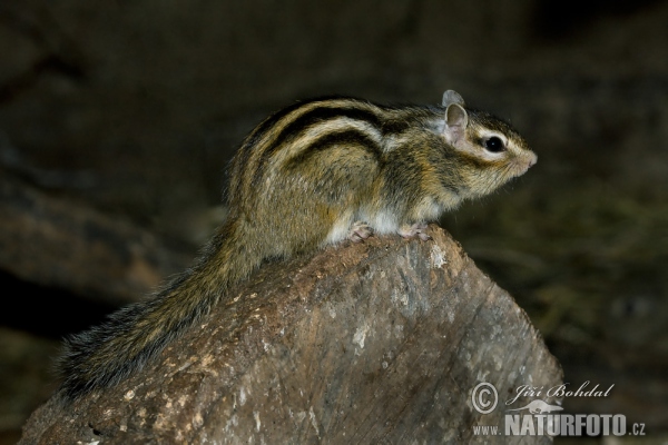 Burunduk páskovaný (Tamias sibiricus)