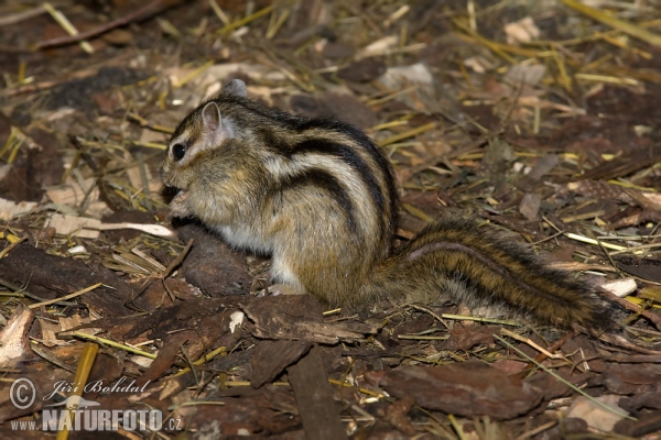 Burunduk páskovaný (Tamias sibiricus)