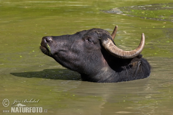 Buvol domácí (Bubalus bubalis)