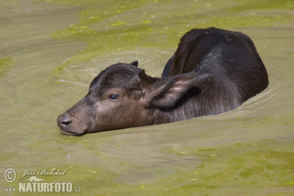 Buvol domácí (Bubalus bubalis)