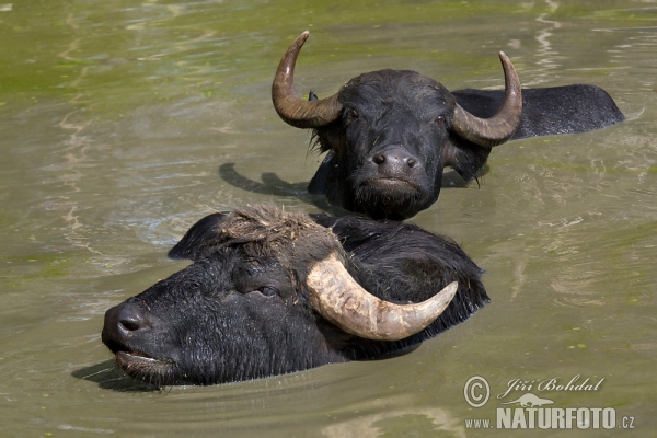 Buvol domácí (Bubalus bubalis)