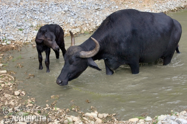 Buvol domácí (Bubalus bubalis)