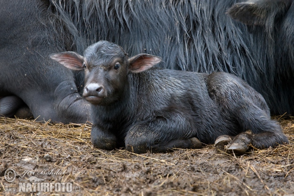 Buvol domácí (Bubalus bubalis)