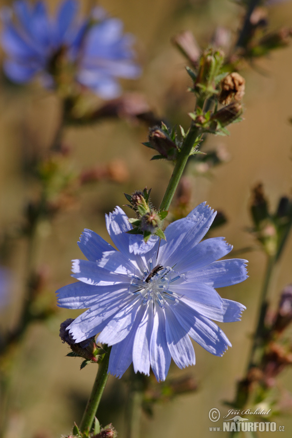 Čakanka obyčajná (Cichorium intybus)