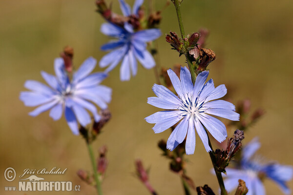 Čakanka obyčajná (Cichorium intybus)