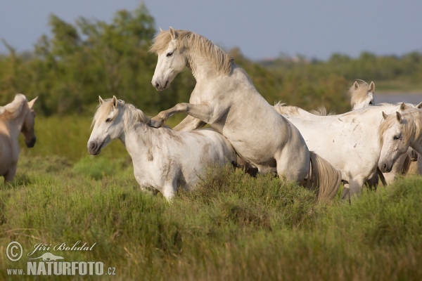 Camargské koně (Equus ferus caballus)