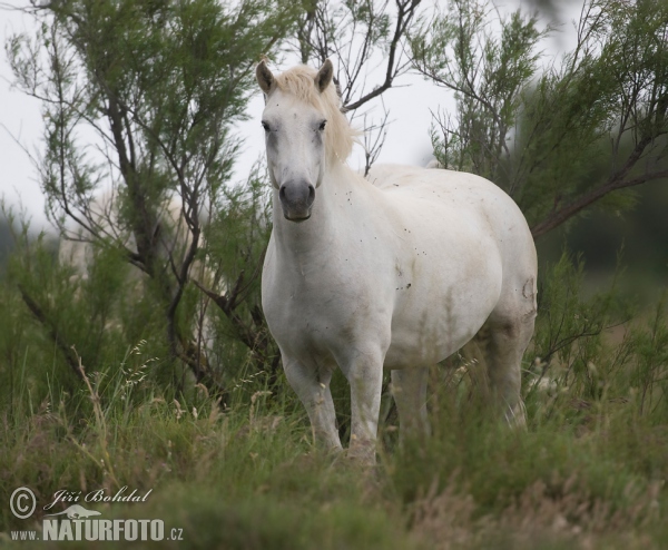 Camargský kůň (Equus ferus caballus)