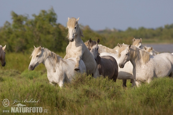 Camargský kůň (Equus ferus caballus)