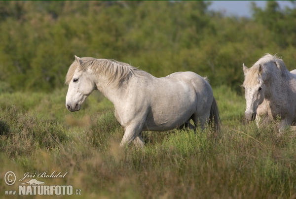 Camargský kůň (Equus ferus caballus)