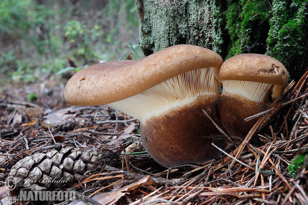 Čechračka tmavohlúbiková (Tapinella atrotomentosa)