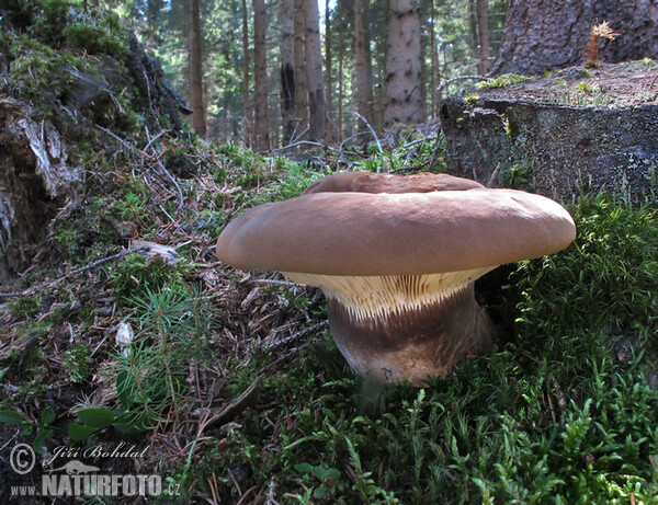 Čechratice černohuňatá (Tapinella atrotomentosa)