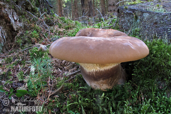 Čechratka černohuňatá (Tapinella atrotomentosa)