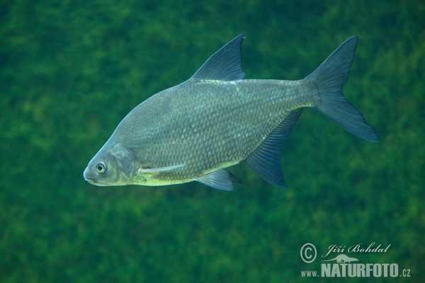 Cejn velký (Abramis brama)