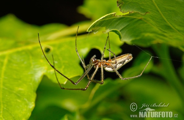 Čelistnatka (Tetragnatha sp.)