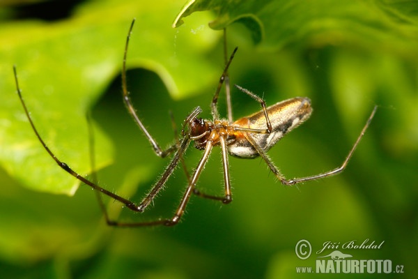 Čelistnatka (Tetragnatha sp.)