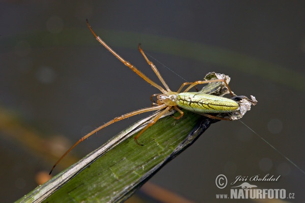 Čelistnatka rákosní (Tetragnatha extensa)