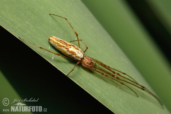 Čelistnatka rákosní (Tetragnatha extensa)