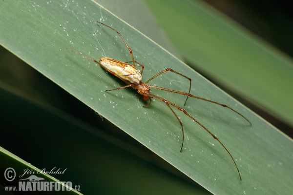 Čelistnatka rákosní (Tetragnatha extensa)