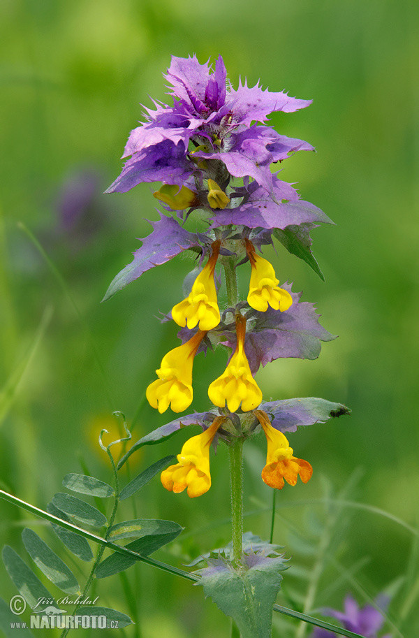 Čermel' hájny (Melampyrum memorosum)