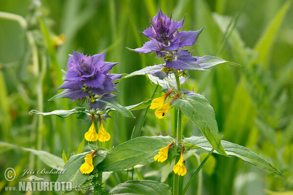 Čermel' hájny (Melampyrum memorosum)