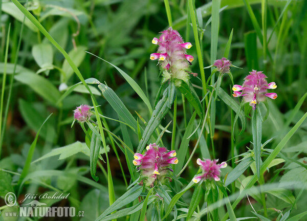 Čermeľ hrebenitý (Melampyrum cristatum)
