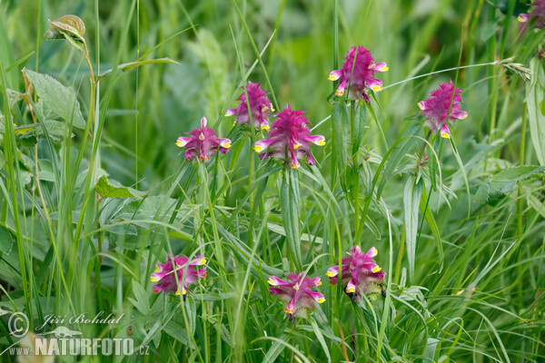 Čermeľ hrebenitý (Melampyrum cristatum)