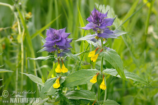 Černýš hajní (Melampyrum memorosum)