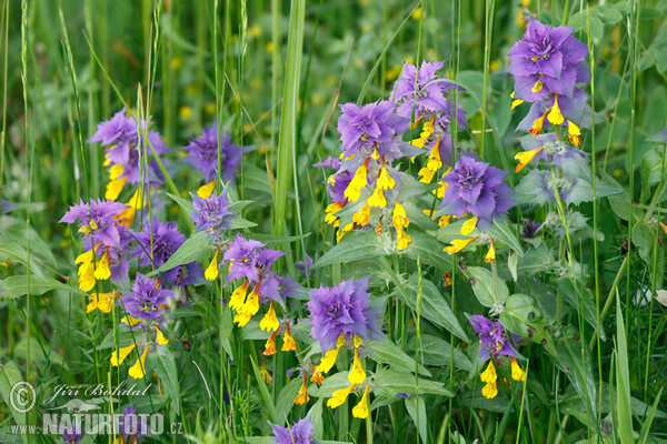 Černýš hajní (Melampyrum memorosum)
