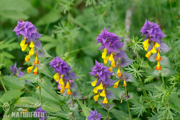 Černýš hajní (Melampyrum memorosum)